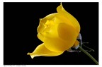 Rosa gialla Rosa gialla