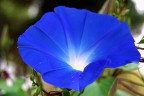 Petali blu Petali blu