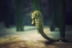 SeaHorse SeaHorse