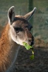 Lama Lama