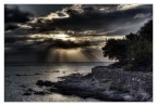 Alba plumbea Alba plumbea