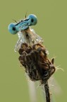 Platycnemis Pennipes Platycnemis Pennipes