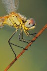 Sympetrum Fonscolombii