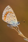 Polyommatus Icarus Polyommatus Icarus