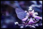 Fairy Tales Fairy Tales