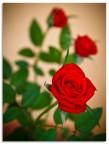 rosa rosae rosae... rosa rosae rosae...