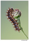 Bruco Melitaea didyma Bruco Melitaea didyma