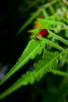 Farfallina rossa Farfallina rossa