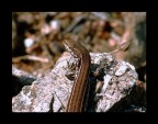 Tintarella Tintarella