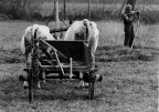 Agricoltura Agricoltura