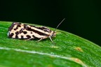 Emmelia trabealis Emmelia trabealis