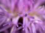 petali petali