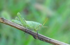 green green