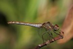 ...Libellula...!!! ...Libellula...!!!