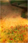Colori di campo #2 Colori di campo #2