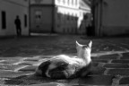 la strada la strada