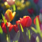 FLOWERS FLOWERS