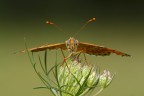 ready to fly... ready to fly...