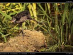 Pulcino di Gallinella d'Acqua # 3 - Stretching