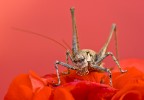cricket frontal... cricket frontal...
