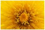 Nel giallo Nel giallo