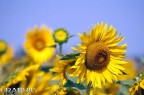 girasole2