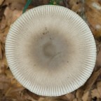 Amanitopsis vaginata