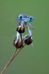 libellula.... libellula....