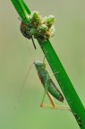 Xiphidion Discolor Con Nezara Viridula Xiphidion Discolor Con Nezara Viridula