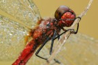 Sympetrum Pedemontanum Sympetrum Pedemontanum