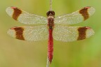 Sympetrum Pedemontanum
