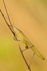 Ruspolia Nitidula Ruspolia Nitidula
