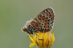 Melitea Didyma Melitea Didyma
