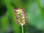 Macro Flower Macro Flower