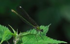 calopteryx splendens