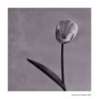 il Tulipano Fantasma