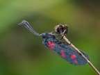 zygaena....con rugiada.. zygaena....con rugiada..