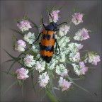 Mylabris variabilis - Composition!