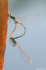 Ishnura elegans in accoppiamento al tramonto