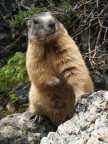 Marmotta #2 - Posso fidarmi?
