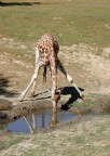 la giraffa