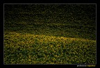Tramonto in giallo Tramonto in giallo