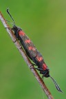 Zygaena Filipendulae