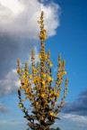 Giallo e blu Giallo e blu