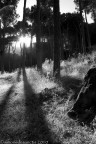 ombre leggere ombre leggere
