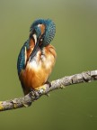 Pulizie mattutine Pulizie mattutine