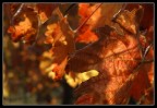 Foglie rosse Foglie rosse