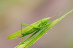 Ruspolia Nitidula Ruspolia Nitidula