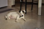 la dolce attesa la dolce attesa