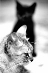 Gatti Gatti